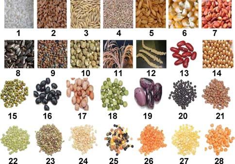 Cereals Cereals include 1 rice, 2 wheat, 3 oats, 4 rye, 5 barley, 6 maize, 7 jowar, 8 pearl millet, 9 proso millet, 10 foxtail millet, 11 little millet, 12 barnyard millet, 13 kidney bean, 14