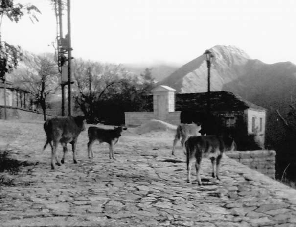 µικρ... ΩΒΡΣ-ΝΕΜΒΡΣ-ΔΕΕΜΒΡΣ 2012 νέος κανονισμός λειτουργίας βοσκοτόπων και ελέγχου αυθαίρετης βοσκής Άρθρο 1 ι βοσκήσιμοι τόποι της περιφέρειας του Δήμου, των οποίων την κυριότητα, νομή ή χρήση έχει
