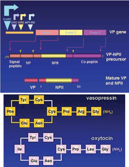180 Α. Σαριδάκη Eικόνα 2. Μοριακή σύνθεση AVP.