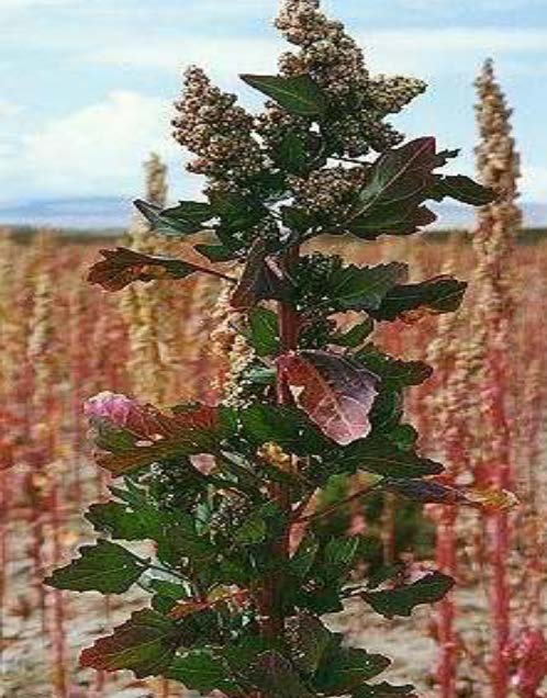 1.1.5 Πλεονεκτήματα της καλλιέργειας της κουινόας Η σημασία της κουινόας (Chenopodium quino Willd) (Ει