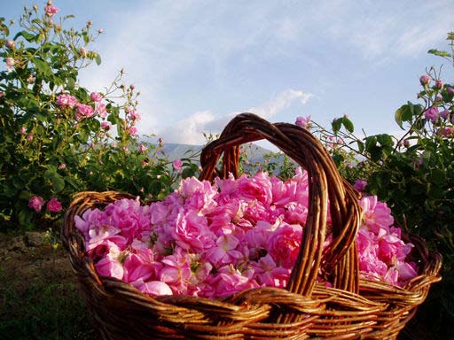 Λαογραφία Τά μαγιάτικα ρόδα (rosa damascena) γράφει ἡ Θεανώ Μεταξᾶ Tό ρόδο, μέ τίς 300 ποικιλίες του καί τίς μοναδικές ὀμορφιές του, θεωρεῖται ὁ «βασιλιᾶς τῶν λουλουδιῶν».