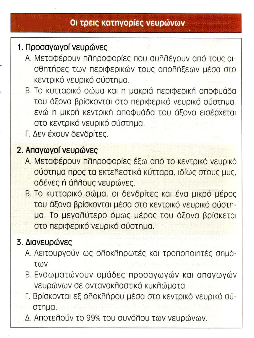 1.2.2. Τα νευρικά κύτταρα Πίνακας 3: προσαγωγοί (ή κεντρομόλοι) νευρώνες,