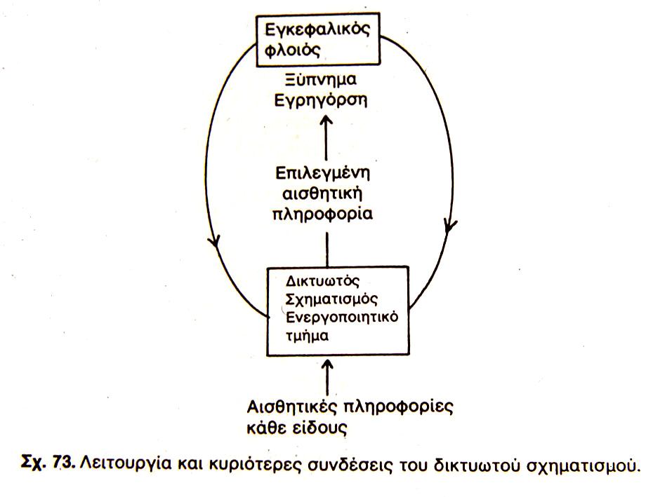 1.3.3. Ο εγκέφαλος Μορφολογική οργάνωση του εγκεφάλου Αποτελείται από: 1. Το στέλεχος 2. Παρεγκεφαλίδα 3.