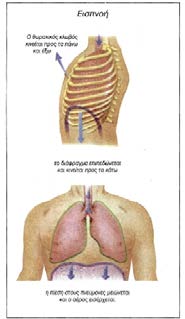 Ο ΚΥΚΛΟΣ ΤΗΣ ΑΝΑΠΝΟΗΣ Εισπνοή: σύσπαση των αναπνευστικών μυών του θώρακα