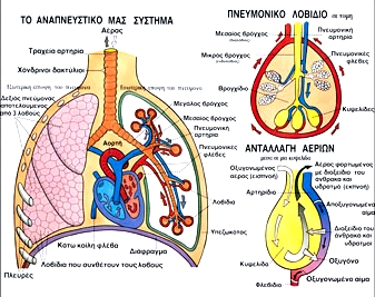 στην ηρεμία) Πνευμονικός αερισμός: Αναπνευστικός όγκος x συχνότητα