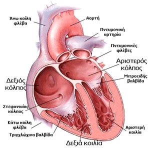 και αρτηριόλια: το σύστημα