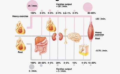 ΚΑΡΔΙΑΚΗ ΠΑΡΟΧΗ (Q) Μέσος όρος στην ηρεμία είναι 4 6 L. min Η αύξηση κατά τη διάρκεια της άσκησης είναι ανάλογη με την ένταση.