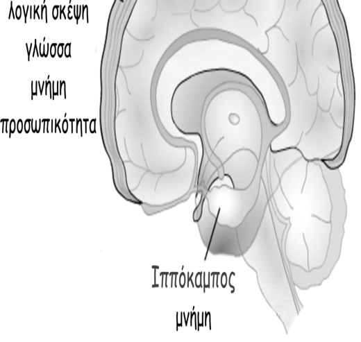 Στη νόσο του Alzheimer s συγκεντρώνονται σε μεγάλες