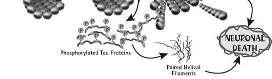 Τα διμερή της πρωτεΐνης tau σχηματίζουν τις ελικοειδείς δομές, οι οποίες