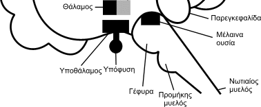 Αποτελείται από τον ιππόκαμπο, την αμυγδαλή, τους διαφραγματικούς πυρήνες και τον οσφρητικό βολβό.