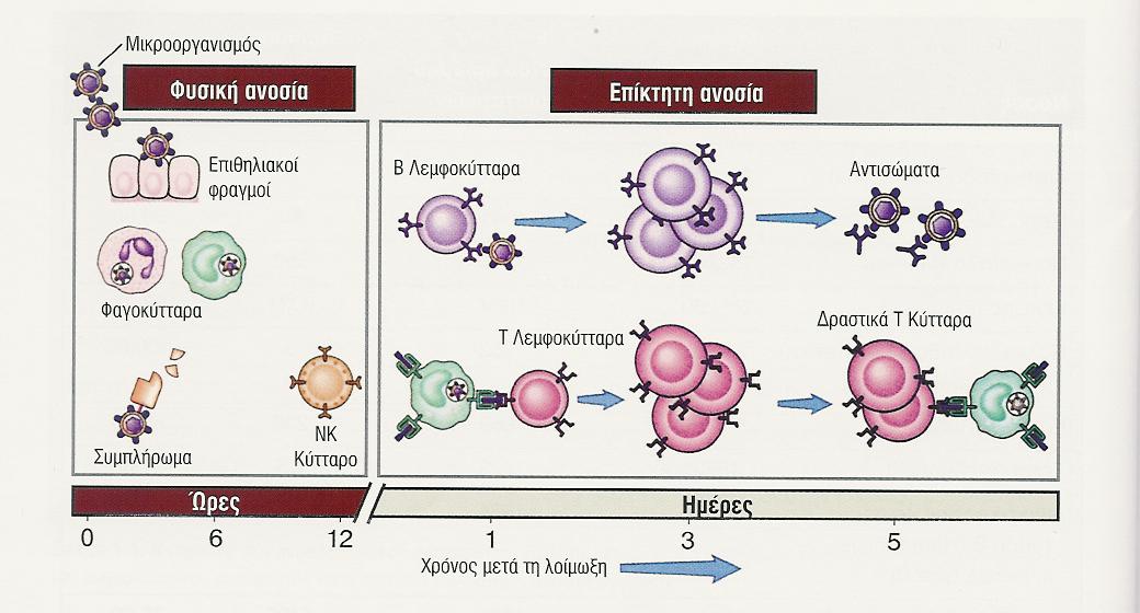 Φυσική ( µη ειδική ) και επίκτητη (ειδική) ανοσία Φυσική ανοσία Έµφυτη Άµεση δράση Γενική για µικρόβια Δεν έχει µνήµη Ενισχύει και ενισχύεται από την επίκτητη ανοσία Επίκτητη ανοσία Επίκτητη
