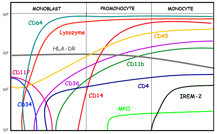 Δείκτες κατά την φυσιολογική διαφοροποίηση της μονοκυτταρικής σειράς Μονοβλάστες : CD64+ CD36+ CD11b+ CD4+ CD14 IREM2 MPO