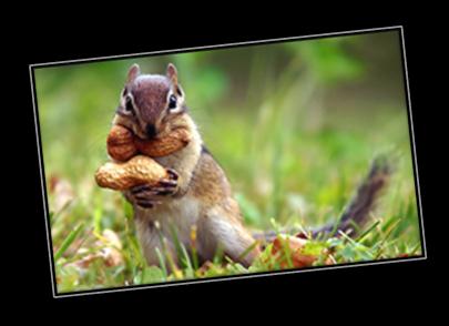 Άσκηση: Ανοίξτε την εικόνα Squirrel.jpg στο Photoshop και μεταβείτε στο μενού Image. Παρατηρήστε ότι πλέον όλες οι επιλογές είναι ενεργοποιημένες.