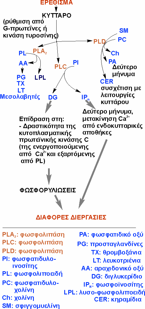 Το 1975 ο Michell δηµοσίευσε τη σηµασία των φωσφολιποειδών µε ινοσίτη στις δράσεις των µεµβρανών και συγκεκριµένα στην είσοδο Ca 2+ στοκύτταρο.