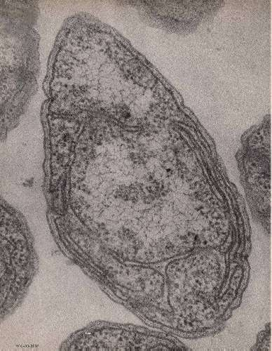 paracoccus, propionibacterium, pseudomonas, rhizobium, spirillium, vibrio, halobacterium, και methanomonas.