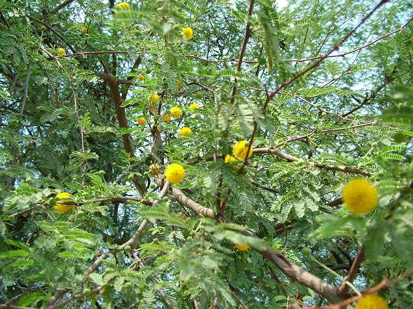9.3 Είδη φυτών που χρησιµοποιήθηκαν 9.3.1 ΕΝΤΡΑ Γαζία Acacia farnesiana, οικογ. Fabaceae Φυλλοβόλο δέντρο του οποίου το ύψος είναι 3-4 µ., το πλάτος 2-3 µ.