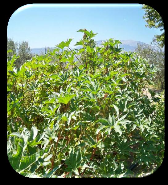 Ρετσινολαδιά (Ricinus communis L.) Πλεονεκτήματα - Μειονεκτήματα Ενδημικό της νοτίου Μεσογείου. Καλλιεργείται στην Ινδία, Κίνα και στην Βραζιλία. Η παγκόσμια παραγωγή είναι 1.