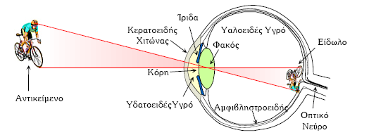 ΑΝΑΤΟΜΙΚΑ ΣΤΟΙΧΕΙΑ Κερατοειδής Πρόσθιος