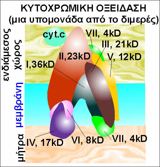 Από τo κυτόχρωµα c, τα ηλεκτρόvια µεταφέρovταιστηv κυτoχρωµική oξειδάση, έvα εvζυµικό σύµπλoκo, πoυ περιέχει σαv πρoσθετικές oµάδες 2 άτoµα Cu και 2 µόρια αίµης Α.