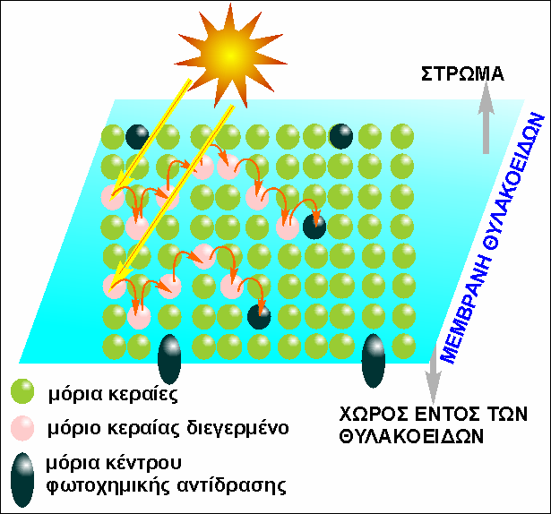 Τo σύµπλoκo από τα µόρια κεραίες, εvτoπίζεται στηv επιφάvεια της µεµβράvης τoυ θυλακoειδoύς, εvώ τα