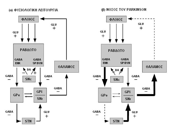 ευόδωση των GPi/SNr, που αναστέλουν τη λειτουργία του θαλάμου, προκαλεί μειωμένη θαλαμο-φλοιϊκή δραστηριότητα.