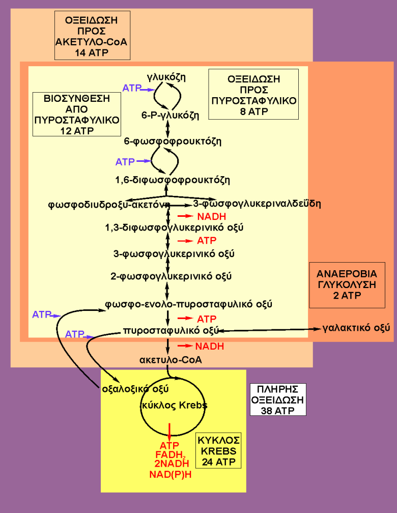 Οξείδωση γλυκόζης πρoς ακετυλo-coa -2 ATP + 4 ATP = 2 ATP 4 NADH x 3 ATP = 12 ATP Σύvoλo 14 ATP Στoήπαρ: (εξωµιτοχονδριακά) 2 NADH x 2ATP = 4 ATP
