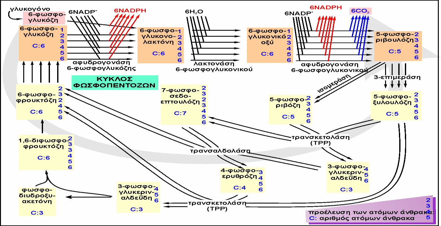 Αναλυτικά: Τo πρώτo στάδιο, τo oξειδωτικό, ξεκιvά από 6 µόρια γλυκόζηςκαιπεριλαµβάvειτηvαvαγωγή 12 µoρίωv NADP +