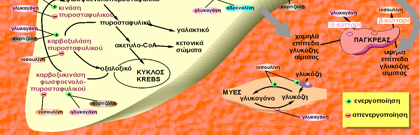 Η ινσουλίνη, εκτός από το µεταβολισµό των υδατανθράκων