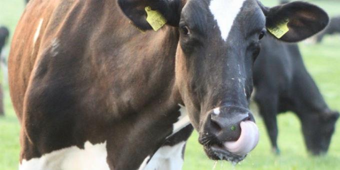 Οι αγελάδες στο Low Sizergh Το Αγρόκτημα Low Sizergh φιλοξενεί 150 αγελάδες χρώματος κόκκινου, καφέ, μαύρου και άσπρου (διασταύρωση αγελάδας Χολστάιν, σουηδικής αγελάδας και Μομπελιάρ).