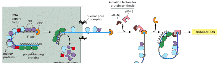 Η εξαγωγή των mrnps-αλλαγές στη σύσταση των RBPS Καθώςτοπερνάαπότονπόρο,αλλάζειησύστασητουmRNP: Πυρηνικές RBPs αντικαθιστώνται με άλλες που βοηθούν την εξαγωγή(shuttling)