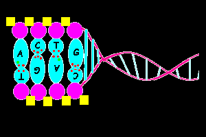 Η Δημιουργία, Το DNA, και οι Δεσμοί των Νουκλεοτιδίων "Έχω επιτρέψει την Δημιουργία τεσσάρων στοιχείων,τέσσαρων φορών και τεσσάρων γωνιών,επειδή είναι απαραίτητα πράγματα για τα Δημιουργήματα.