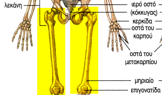 305 2 Το μηριαίον οστουν (Femur,