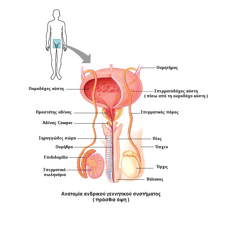 19 13.6 Δομή και λειτουργία του γεννητικού συστήματος του άνδρα. Ανατομία του ανδρικού γεννητικού συστήματος Τα εξωτερικά αναπαραγωγικά όργανα του άνδρα είναι το όσχεο και το πέος.