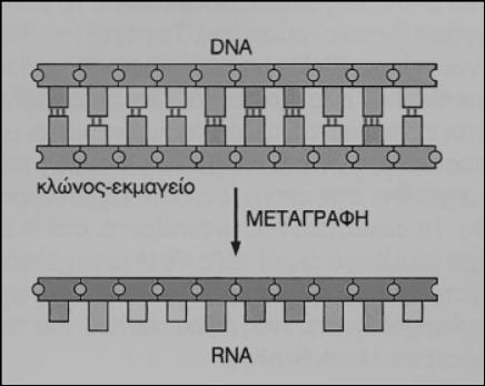 2.3.Μεταγραφή. 2.3.1. Σας δίνεται στο παρακάτω σχήμα η έναρξη της διαδικασίας της μεταγραφής εν