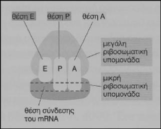 Με βάση την εικόνα να απαντήσετε στις ερωτήσεις που ακολουθούν. Α. Το ριβόσωμα.. : α. αποτελείται αποκλειστικά από πρωτεΐνες. β. αποτελείται αποκλειστικά από rrna. γ.