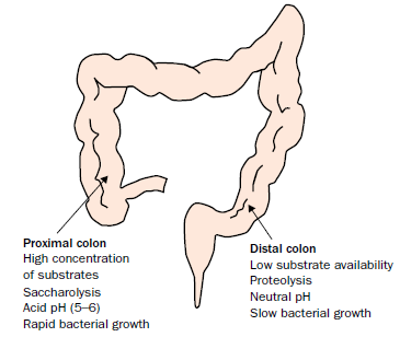 παχύ έντερο, η διαθεσιμότητα υδατανθράκων μειώνεται, το ph είναι σχεδόν ουδέτερο και πραγματοποιείται κυρίως διάσπαση πρωτεϊνών, ενώ ο βακτηριακός πληθυσμός είναι σχεδόν στάσιμος (Guarner et al.