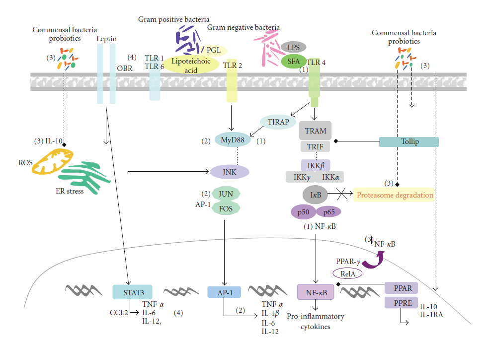 βακτήρια αναγνωρίζονται από τον TLR 2 διεγείροντας την ενεργοποίηση του μονοπατιού του MyD88. Εικόνα 1.
