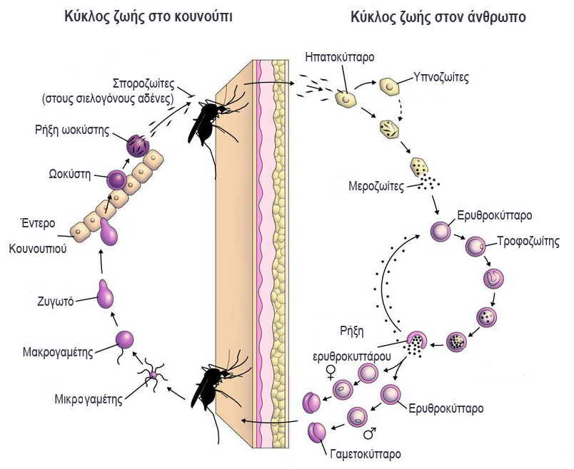 Ο κύκλος μετάδοσης Το παράσιτο της ελονοσίας χαρακτηρίζεται από ένα ιδιαίτερα πολύπλοκο κύκλο ζωής, ο οποίος εξελίσσεται σε πολλά στάδια τόσο εντός του κουνουπιού-διαβιβαστή όσο και εντός του