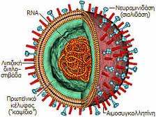 δερµατόφυτα πλασµώδιο Candida albicans IOI 1. Ασθένειες που προκαλούν ( ιώσεις ή Ιογενείς λοιµώξεις ) Απλές Σοβαρές 2.