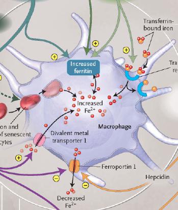 Παθοφυσιολογία της αναιμίας IFN-γ, LPS: DMT1 αποθήκευση σιδήρου στα μονοκύτταρα μακροφάγα