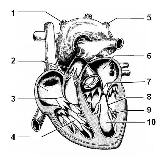 πίεση του αίματος mmhg x 10 10. Στο πιο κάτω σχήμα φαίνεται τομή της ανθρώπινης καρδιάς και διάφορα αιμοφόρα αγγεία. α. Να ονομάσετε τις δομές ή περιοχές της καρδιάς ή τα αγγεία που αντιπροσωπεύονται από τις ενδείξεις με αριθμούς 1 μέχρι 10.
