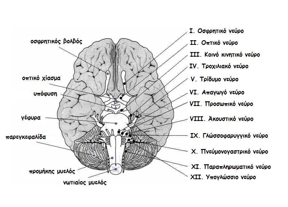 Ο ανθρώπινος εγκέφαλος αποτελείται από τρία μεγάλα τμήματα: τον πρόσθιο εγκέφαλο, το μέσο εγκέφαλο και τον οπίσθιο εγκέφαλο. (Κολιάδης, 2002) 3.