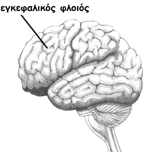Ο εγκεφαλικός φλοιός καθιστά τον άνθρωπο ικανό να σκέπτεται, να κάνει σχέδια, να συντονίζει τις σκέψεις και τις πράξεις του, να αντιλαμβάνεται τους οπτικούς και ηχητικούς σχηματισμούς, να