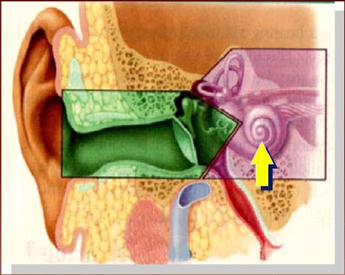 4, Sphenoid sinus. 5, Inferior turbinate. 6, Hard palate.