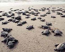 ΘΑΛΑΣΣΙΕΣ ΧΕΛΩΝΕΣ Κοινή χελώνα Επιστημονική ονομασία: Caretta caretta Είδος: Ερπετό. Μήκος: Μέχρι 1 μέτρο. Διάρκεια ζωής: Περίπου 80 χρόνια Ενδιαίτημα: Ζει στη θάλασσα αλλά έχει πνεύμονες.