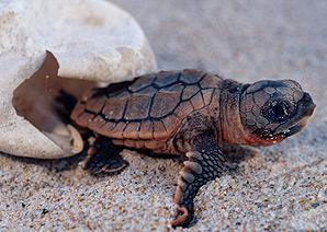 Κοινή χελώνα Γέννηση: Φτιάχνει τη φωλιά της με τα πίσω πτερύγια. Πρόκειται για έναν λάκκο 60 εκατοστών στον οποίο γεννά περίπου 120 αυγά άσπρα, μικρά και στρογγυλά.