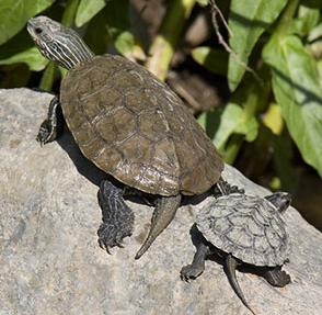 Μέτρα προστασίας Οι χελώνες και τ αυγά τους προστατεύονται στην Κύπρο από το 1971, από τις πρόνοιες του