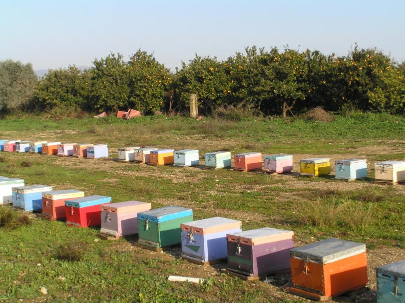 Από την ερασιτεχνική στην επαγγελματική μελισσοκομία: Μύθοι και