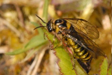 Έλεγχος για Gilpinia hercyniae (τελική έκθεση) Αρχές Νοεμβρίου 2013 Κάθε