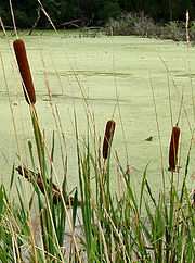 ξιφάρες ή κάρηκες ή σπαθόχορτο (Carex sp.) για τους υγροτόπους µε ελεύθερη επιφάνεια νερού.